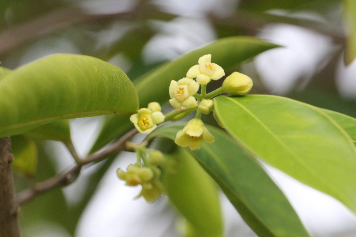白木香树（Aquilaria sinensis）——中国本土沉香树种，又称土沉香